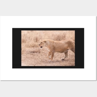 Serengeti Lion #10 Posters and Art